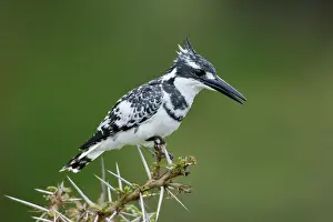 Naivasha: Pied Kingfisher at Lake Naivasha, Kenya
