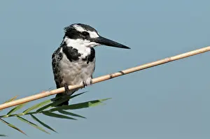 Ceryle: Pied Kingfisher - perched on reed stem