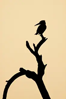 Ceryle: Pied Kingfisher - silhouette