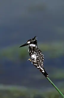 Kingfishers: PIED KINGFISHER - on stem