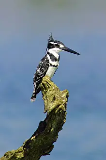 Pied: Pied Kingfisher - on stump - Kruger National Park