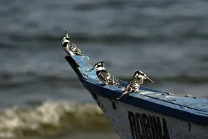 Dhow: Pied Kingfishers
