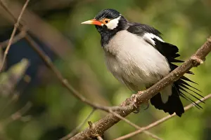 Contra: Pied Myna / Asian Pied Starling