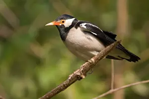 Contra: Pied Myna / Asian Pied Starling