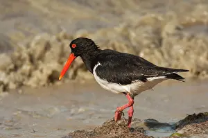 Longirostris: Pied Oystercatcher