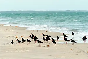 Oystercatchers: Pied Oystercatcher - foraging on remote offshore island beac