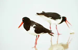 Longirostris: Pied OYSTERCATCHER - X2, feeding at waterIs edge on