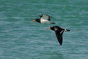 Longirostris: Pied Oystercatchers
