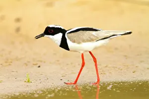 Plovers: Pied Plover / Pied Lapwing