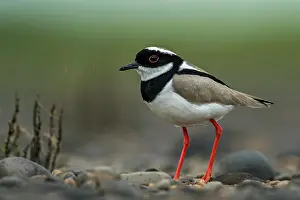 Plovers: Pied Plover / Pied Lapwing, Los Llanos, Colombia