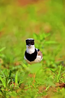 Plovers: Pied Plover / Pied Lapwing Pantanal area Mato Grosso