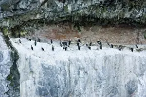Shags: Pied Shag Nesting Site