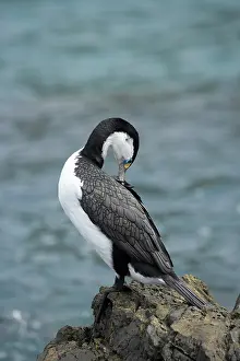 Shag: Pied Shag (Phalacrocorax varius), Te Kopahou