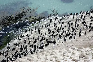 Shags: Pied Shags