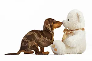 Outs: Pied short-hair dachshund puppy nudges in teddy