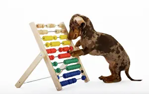 Outs: Pied short-hair dachshund puppy playing with a slide
