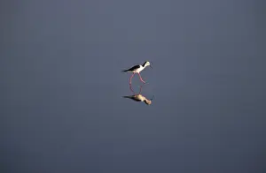 Ceylon: Pied Stilt Wading in a Lake