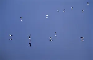 Stilts: Pied Stilts Birds