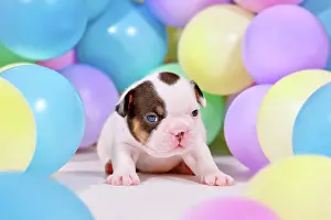 Decorated: Pied and tan French Bulldog dog puppy between colorful