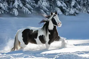 200421: Pied Tinker mare running in deep snow, Austria