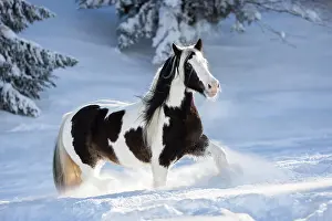 200421: Pied Tinker mare running in deep snow, Austria