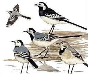Motacilla: Pied wagtail