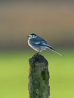 Alba: Pied Wagtail