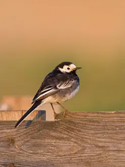 Alba: Pied Wagtail