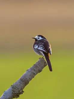 Alba: Pied Wagtail