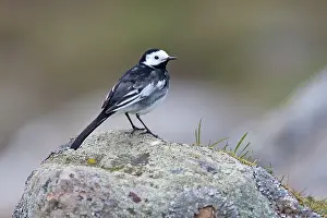 David Kilbey: Pied Wagtail - adult perching on lichen covered rock