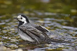 Wagtails: Pied Wagtail - bathing male - Germany