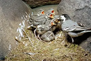 Monica Goth: PIED WAGTAIL FEEDS CHICKS
