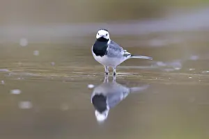 Wagtail: Pied Wagtail male