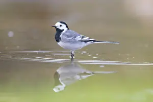 Wagtail: Pied Wagtail male