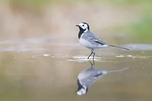 Wagtail: Pied Wagtail male