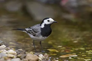 Wagtails: Pied Wagtail - male - Germany
