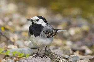 Wagtails: Pied Wagtail - male - Germany