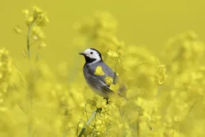 Napus: Pied Wagtail - male perched in flowering rape - Germany