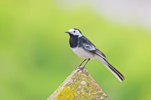 Alba: Pied Wagtail Motacilla alba Essex, UK BI036188