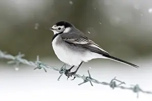 Motacillidae: Pied wagtail (Motacilla alba) perched on a barbed