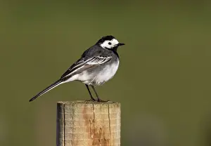 Piles: Pied wagtail (Motacilla alba yarelli) perched on