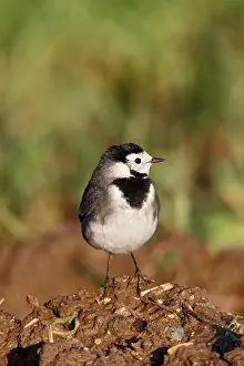 Brian Bevan: Pied Wagtail - on muck heap looking for flies