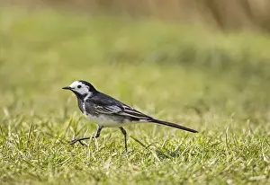 300119: Pied Wagtail - Norfolk UK