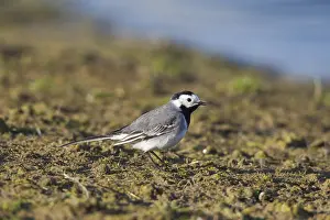 Wagtails: Pied Wagtail, Pied White Wagtail - adult male - Sweden