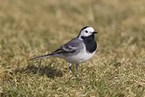 Wagtails: Pied Wagtail, Pied White Wagtail - adult male - Sweden