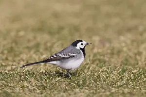 Wagtails: Pied Wagtail, Pied White Wagtail - adult male - Sweden