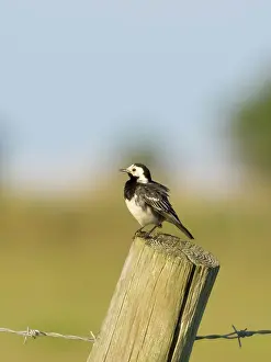 Wagtail: Pied wagtail on post