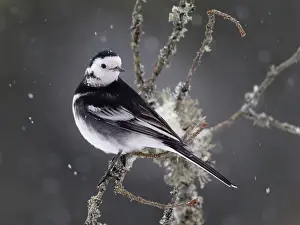 Wagtails: Pied Wagtail in snow January