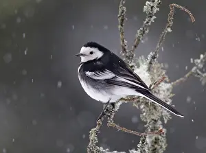 Insectivorous: Pied Wagtail - visiting garden in snowy conditions - January