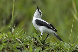 Tyrant: Pied Water Tyrant (Fluvicola pica) Rio Claro Natural
